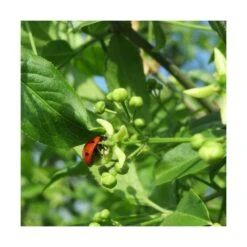 Fusain D'europe Europaeus/pot De 3l - 40/60 Cm -Emerald Soldes 63f4ba42a1b922.67424336