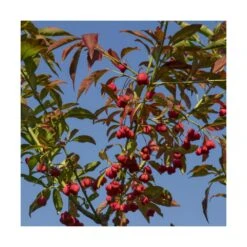 Fusain D'europe Europaeus/pot De 3l - 40/60 Cm -Emerald Soldes 63f4ba42a54d26.48055387