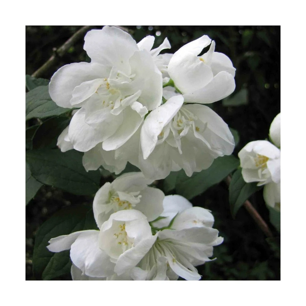 Seringat Virginal Minnesota Snowflake/pot De 4l - 40/60 Cm 2 Seringat Virginal Minnesota Snowflake/pot De 4l - 40/60 Cm – Image 2