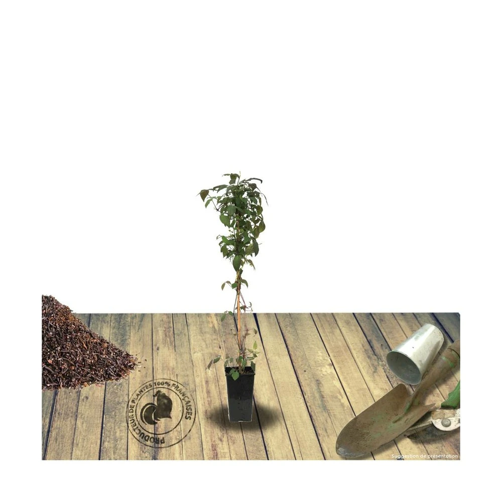 Clématite Montana Wilsonii/pot De 1,5l 2 Clématite Montana Wilsonii/pot De 1,5l – Image 2