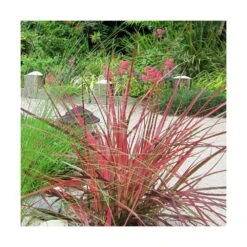 Herbe Aux écouvillons Setaceum Firework/pot De 3l - 20/40 Cm 6 Herbe Aux écouvillons Setaceum Firework/pot De 3l - 20/40 Cm -Emerald Soldes 63f4cb022a85f3.27805263
