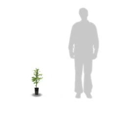 Bignone X Tagliabuana Indian Summer® 'kudian'/pot De 1l - Tuteur 60 Cm 5 Bignone X Tagliabuana Indian Summer® 'kudian'/pot De 1l - Tuteur 60 Cm -Emerald Soldes 63f4cd7bf37ff9.83654931