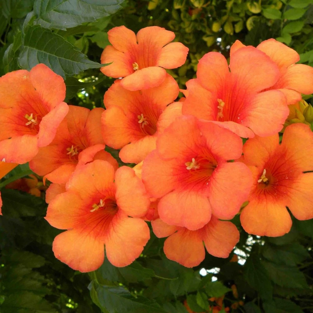 Bignone X Tagliabuana Indian Summer® 'kudian'/pot De 1l - Tuteur 60 Cm 1 Bignone X Tagliabuana Indian Summer® 'kudian'/pot De 1l - Tuteur 60 Cm