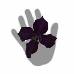 Clématite Viticella Dark Eyes/pot De 3l - Echelle Bambou 60/120 Cm 7 Clématite Viticella Dark Eyes/pot De 3l - Echelle Bambou 60/120 Cm -Emerald Soldes 63f4cd7fd164a2.29375399