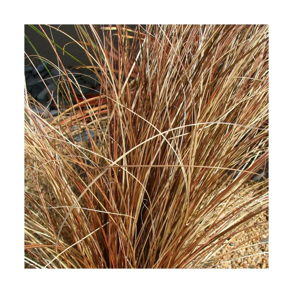 Laîche De Buchanan/pot De 2l 1 Laîche De Buchanan/pot De 2l