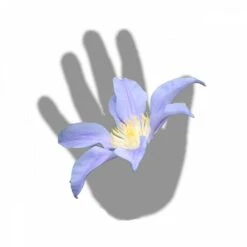 Clématite Integrifolia Blue River® 'zoblueriver'/pot De 3l - Echelle Bambou 60/120 Cm -Emerald Soldes 63f4cebbd865d8.12957379