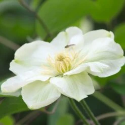 Clématite Guernsey Cream/pot De 3l - Echelle Bambou 60/120 Cm