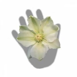 Clématite Guernsey Cream/pot De 3l - Echelle Bambou 60/120 Cm -Emerald Soldes 63f4ced88baef3.65976902