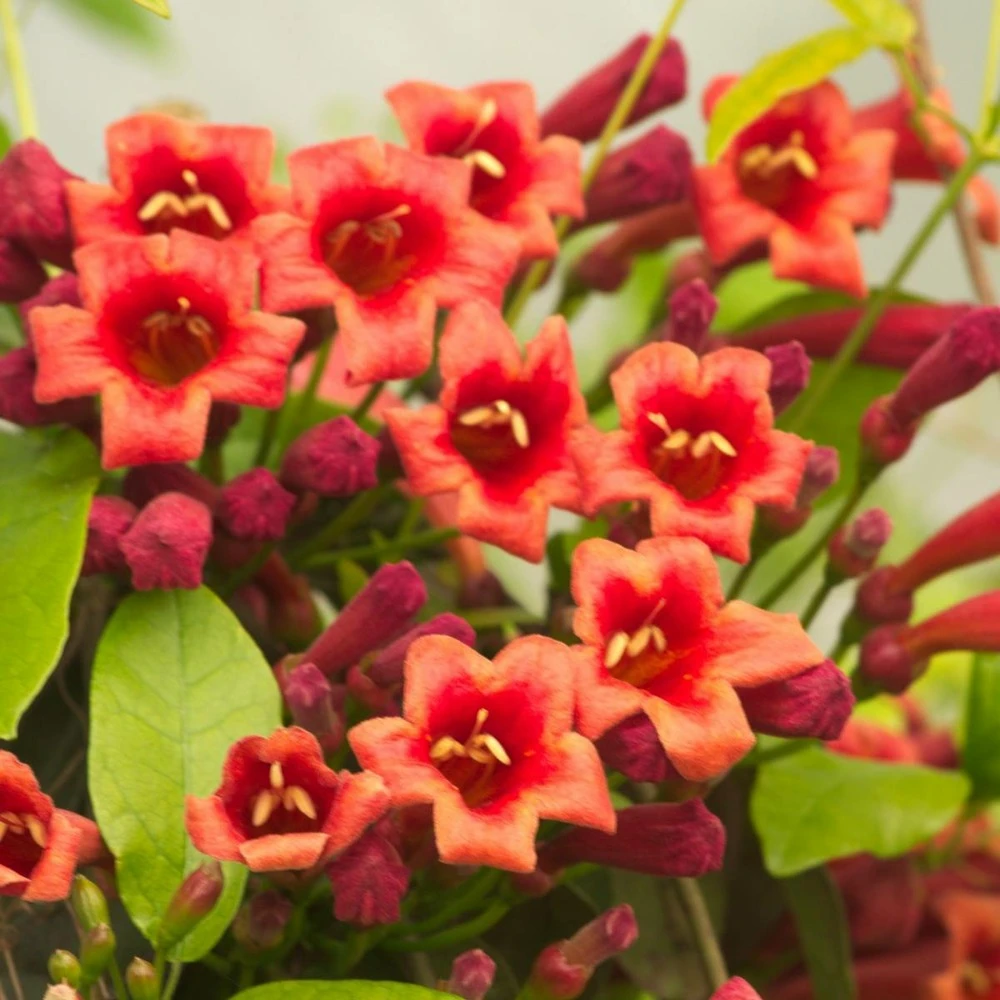 Bignone Capreolata Atrosanguinea/pot De 1,5l - Tuteur Bambou 30/60 Cm 4 Bignone Capreolata Atrosanguinea/pot De 1,5l - Tuteur Bambou 30/60 Cm – Image 4