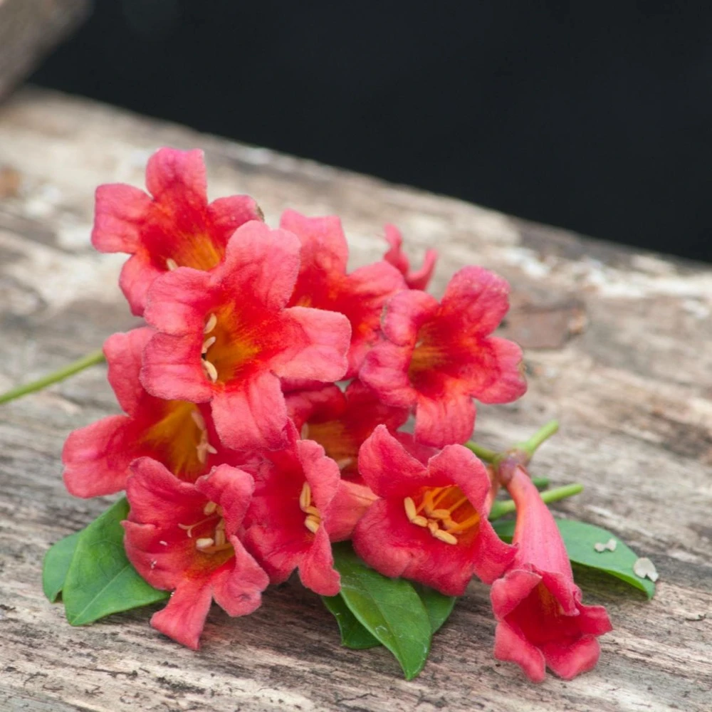 Bignone Capreolata Atrosanguinea/pot De 1,5l - Tuteur Bambou 30/60 Cm 1 Bignone Capreolata Atrosanguinea/pot De 1,5l - Tuteur Bambou 30/60 Cm