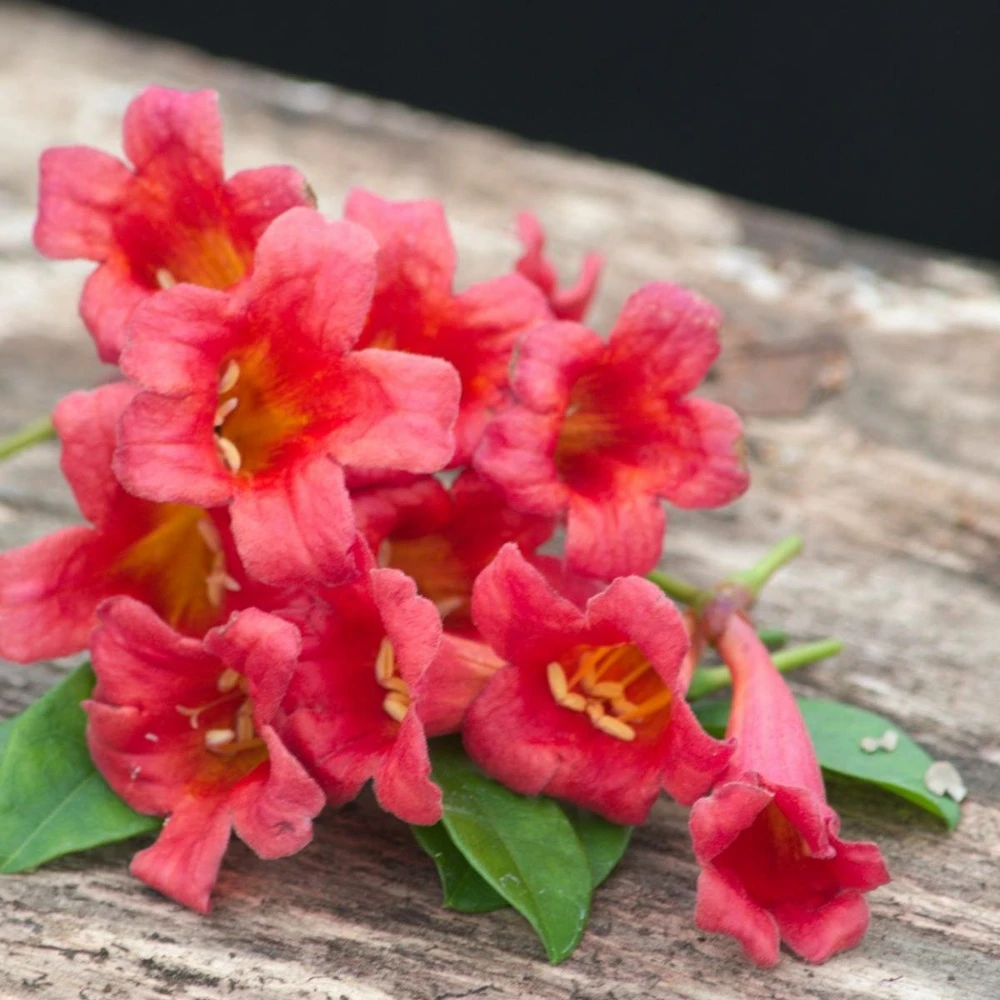 Bignone Capreolata Atrosanguinea/pot De 1,5l - Tuteur Bambou 30/60 Cm 3 Bignone Capreolata Atrosanguinea/pot De 1,5l - Tuteur Bambou 30/60 Cm – Image 3