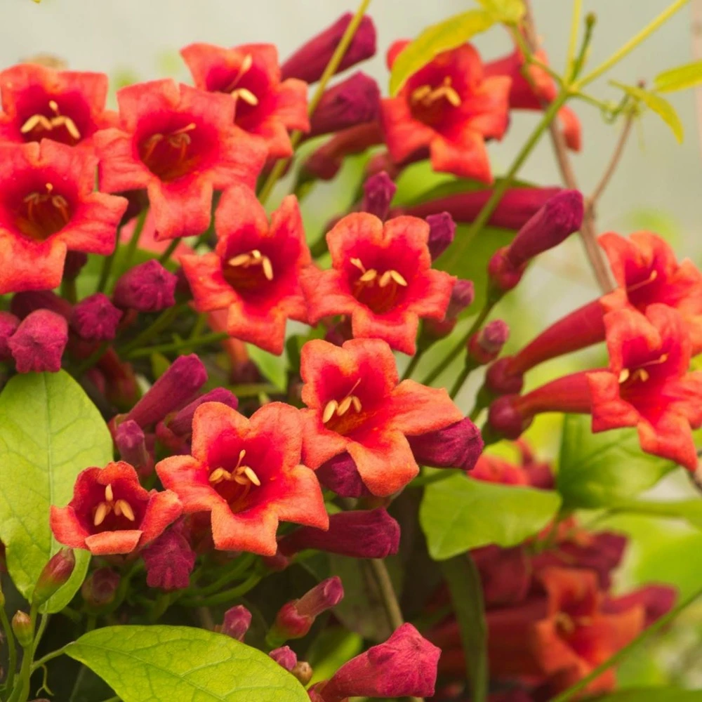 Bignone Capreolata Atrosanguinea/pot De 1,5l - Tuteur Bambou 30/60 Cm 2 Bignone Capreolata Atrosanguinea/pot De 1,5l - Tuteur Bambou 30/60 Cm – Image 2