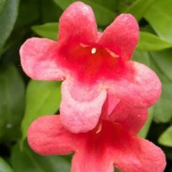 Bignone Capreolata Atrosanguinea/pot De 1,5l - Tuteur Bambou 30/60 Cm 9 Bignone Capreolata Atrosanguinea/pot De 1,5l - Tuteur Bambou 30/60 Cm -Emerald Soldes 63f4cef73d4be0.20747155