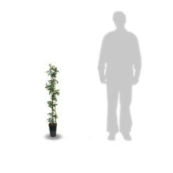 Passiflore Caerulea/pot De 3l - Echelle Bambou 60/120 Cm -Emerald Soldes 63f4cf412a9e74.46079623