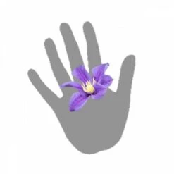 Clématite Integrifolia Arabella/pot De 3l - Echelle Bambou 60/120 Cm -Emerald Soldes 63f4cf562b4c53.53611809