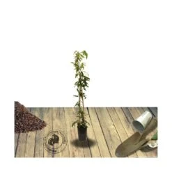 Clématite Armandii Enham Star/pot De 3l - Echelle Bambou 60/120 Cm -Emerald Soldes 63f4cf57d6a260.15793300
