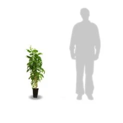 Glycine Du Japon Floribunda Alba/pot De 3l - Echelle Bambou 60/120 Cm -Emerald Soldes 63f4cf8f106217.36862265