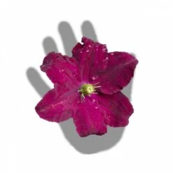 Clématite Niobe/pot De 3l - Echelle Bambou 60/120 Cm -Emerald Soldes 63f4cfc92b9b23.91620428