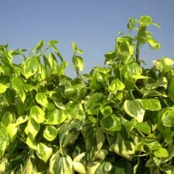 Lierre Des Colchide Colchica Dentata Variegata/pot De 3l - Echelle Bambou 60/120 Cm