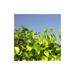 Lierre Des Colchide Colchica Dentata Variegata/pot De 3l - Echelle Bambou 60/120 Cm 7 Lierre Des Colchide Colchica Dentata Variegata/pot De 3l - Echelle Bambou 60/120 Cm -Emerald Soldes 63f4cfeaeaa613.37860565