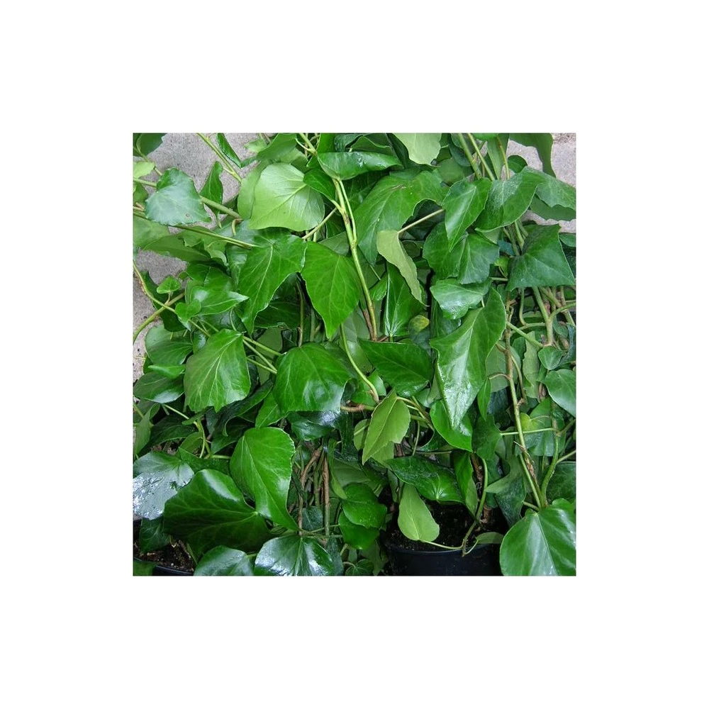 Lierre Des Colchide Colchica/pot De 1,5l - Tuteur Bambou 30/60 Cm 2 Lierre Des Colchide Colchica/pot De 1,5l - Tuteur Bambou 30/60 Cm – Image 2