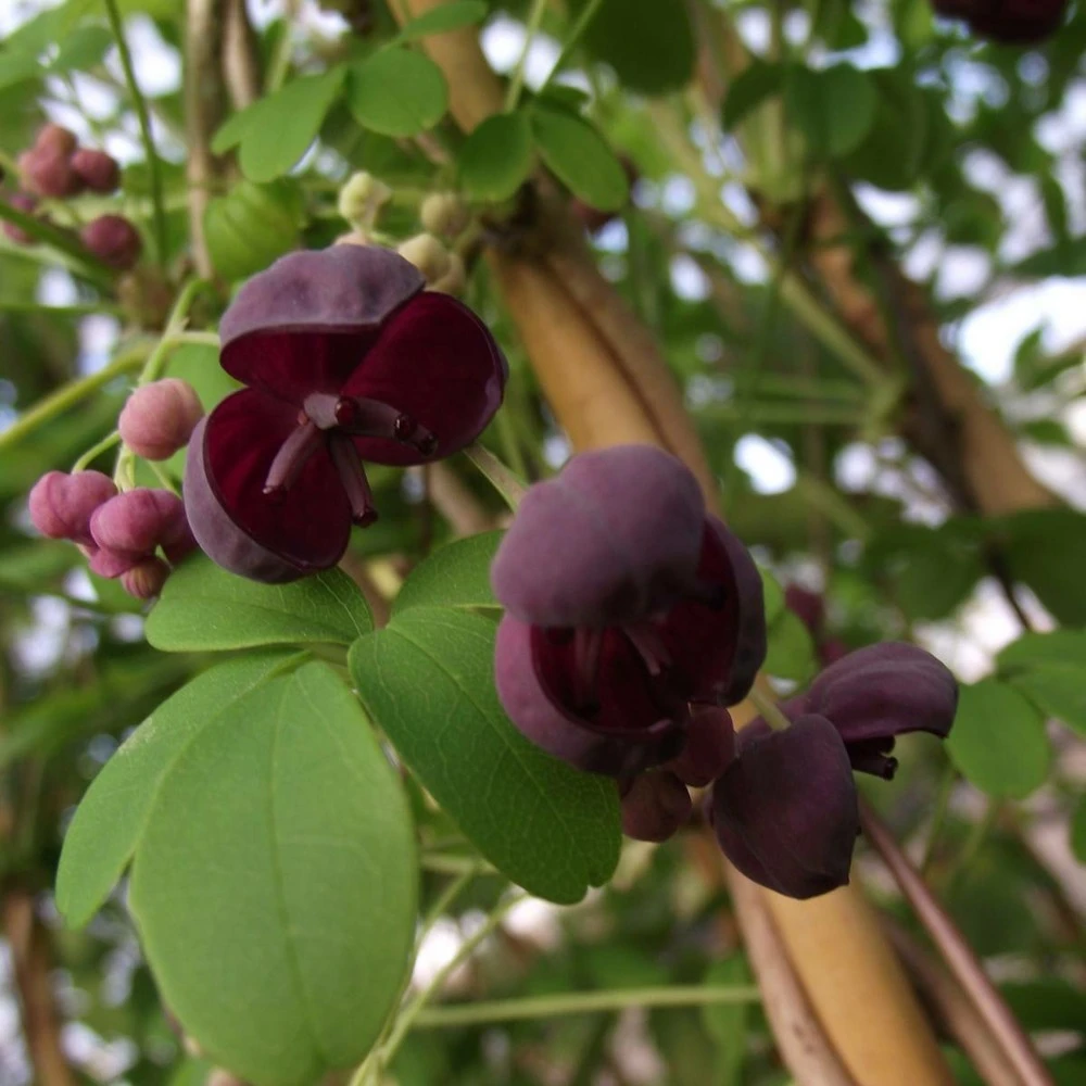 Akebie Pentaphylla/godet - 5/10 Cm 1 Akebie Pentaphylla/godet - 5/10 Cm