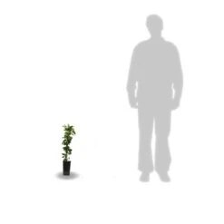 Chèvrefeuille Japonica Hall's Prolific/pot De 1,5l - Tuteur Bambou 30/60 Cm -Emerald Soldes 63f4d010891aa4.12503587