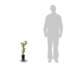 Clématite Jackmanii Jackmanii Purpurea® 'zojapur'/pot De 1,5l - Tuteur Bambou 30/60 Cm 5 Clématite Jackmanii Jackmanii Purpurea® 'zojapur'/pot De 1,5l - Tuteur Bambou 30/60 Cm -Emerald Soldes 63f4d0130e4572.06289646