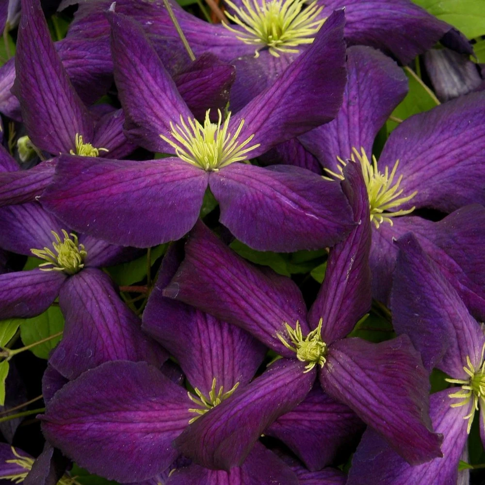 Clématite Jackmanii Jackmanii Purpurea® 'zojapur'/pot De 1,5l - Tuteur Bambou 30/60 Cm 1 Clématite Jackmanii Jackmanii Purpurea® 'zojapur'/pot De 1,5l - Tuteur Bambou 30/60 Cm