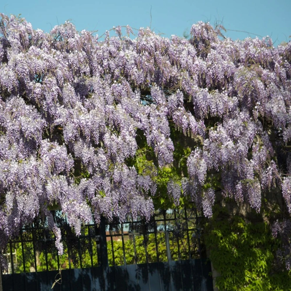 Glycine De Chine Sinensis/pot De 3l - Echelle Bambou 60/120 Cm 1 Glycine De Chine Sinensis/pot De 3l - Echelle Bambou 60/120 Cm