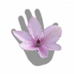 Clématite Hagley Hybrid/pot De 3l - Echelle Bambou 60/120 Cm 7 Clématite Hagley Hybrid/pot De 3l - Echelle Bambou 60/120 Cm -Emerald Soldes 63f4d042424208.54318118