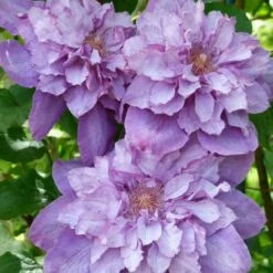 Clématite Vyvyan Pennell/pot De 1,5l - Tuteur Bambou 30/60 Cm -Emerald Soldes 63f4d0720a9112.98823519