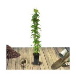 Clématite Vyvyan Pennell/pot De 1,5l - Tuteur Bambou 30/60 Cm -Emerald Soldes 63f4d072189d64.35780378