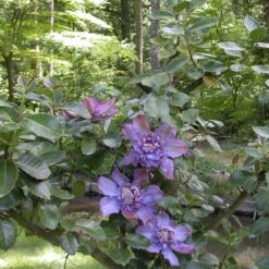 Clématite Vyvyan Pennell/pot De 1,5l - Tuteur Bambou 30/60 Cm -Emerald Soldes 63f4d0721bf9f5.16034728