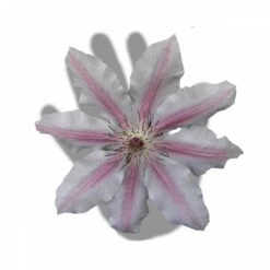 Clématite Nelly Moser/pot De 3l - Echelle Bambou 60/120 Cm -Emerald Soldes 63f4d0a8b59644.83287432