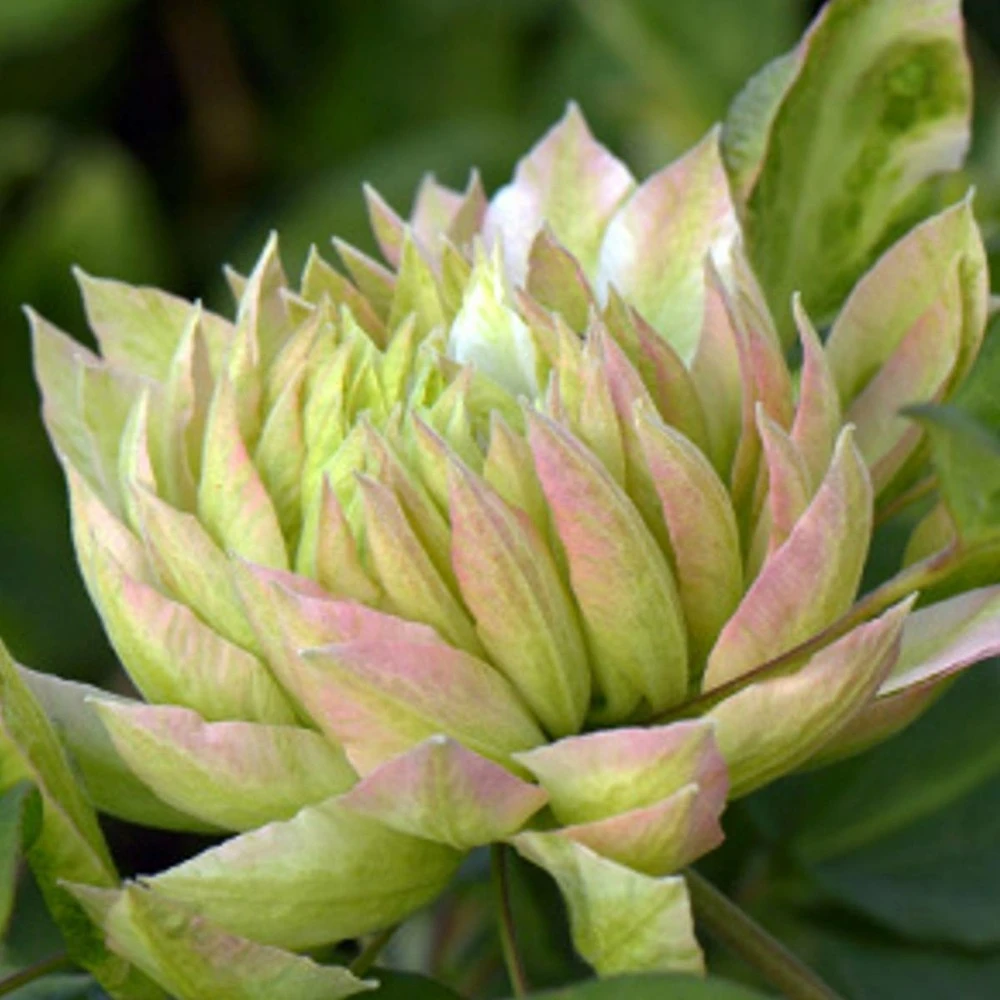 Clématite Sen No Kaze/pot De 1,5l - Tuteur Bambou 30/60 Cm 1 Clématite Sen No Kaze/pot De 1,5l - Tuteur Bambou 30/60 Cm