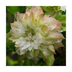 Clématite Sen No Kaze/pot De 1,5l - Tuteur Bambou 30/60 Cm 6 Clématite Sen No Kaze/pot De 1,5l - Tuteur Bambou 30/60 Cm -Emerald Soldes 63f4d0b062de82.57315174