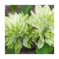 Clématite Sen No Kaze/pot De 1,5l - Tuteur Bambou 30/60 Cm 7 Clématite Sen No Kaze/pot De 1,5l - Tuteur Bambou 30/60 Cm -Emerald Soldes 63f4d0b066b099.53417695