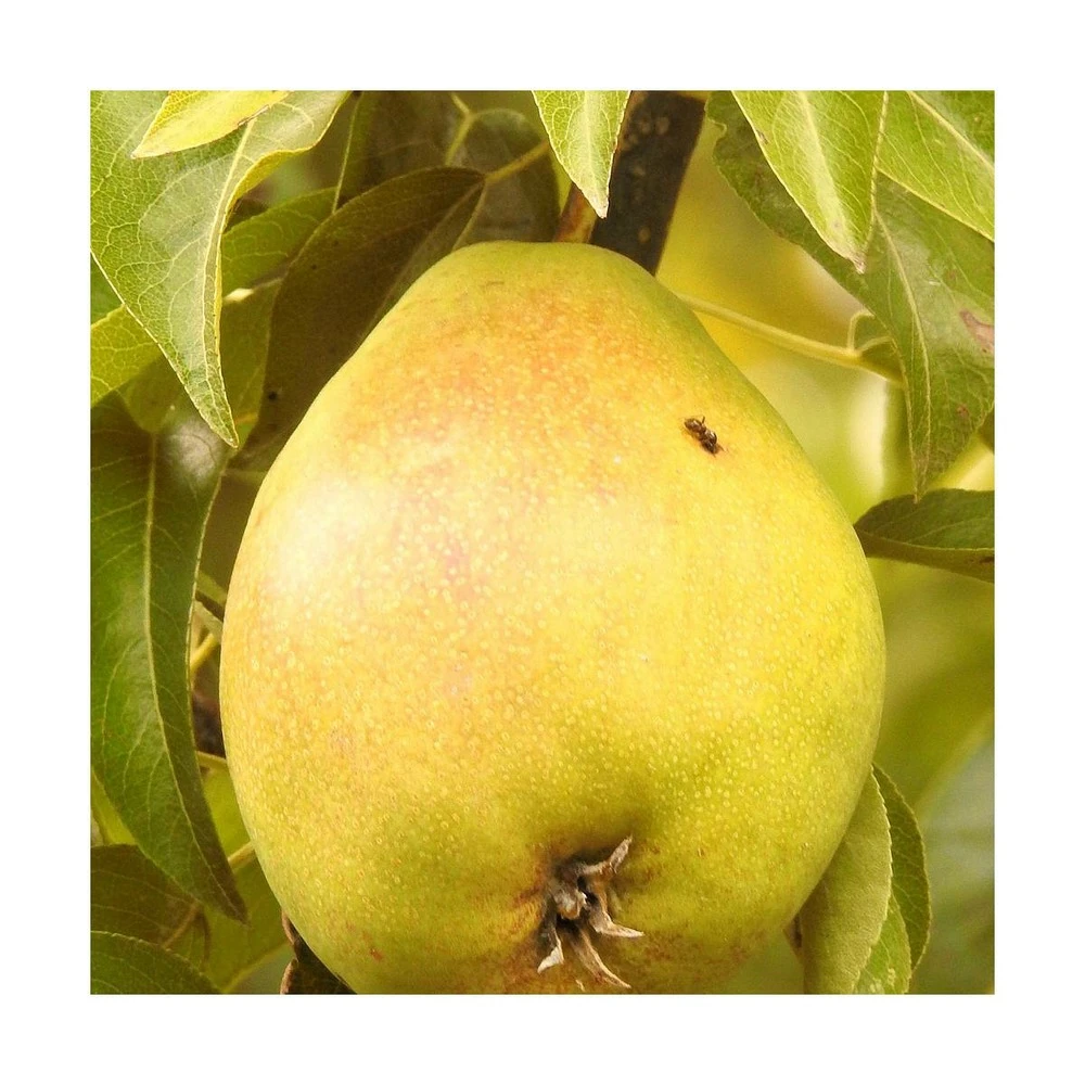 Poirier Communis Bon Chretien William/pot De 10l - Gobelet 2 Ans 2 Poirier Communis Bon Chretien William/pot De 10l - Gobelet 2 Ans – Image 2