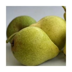 Poirier Communis Bon Chretien William/pot De 10l - Gobelet 2 Ans 7 Poirier Communis Bon Chretien William/pot De 10l - Gobelet 2 Ans -Emerald Soldes 63f4d1ec096f51.86396395