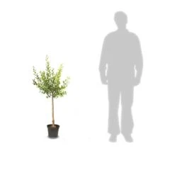 Poirier Communis Bon Chretien William/pot De 10l - Gobelet 2 Ans 9 Poirier Communis Bon Chretien William/pot De 10l - Gobelet 2 Ans -Emerald Soldes 63f4d1ec33a867.29289756