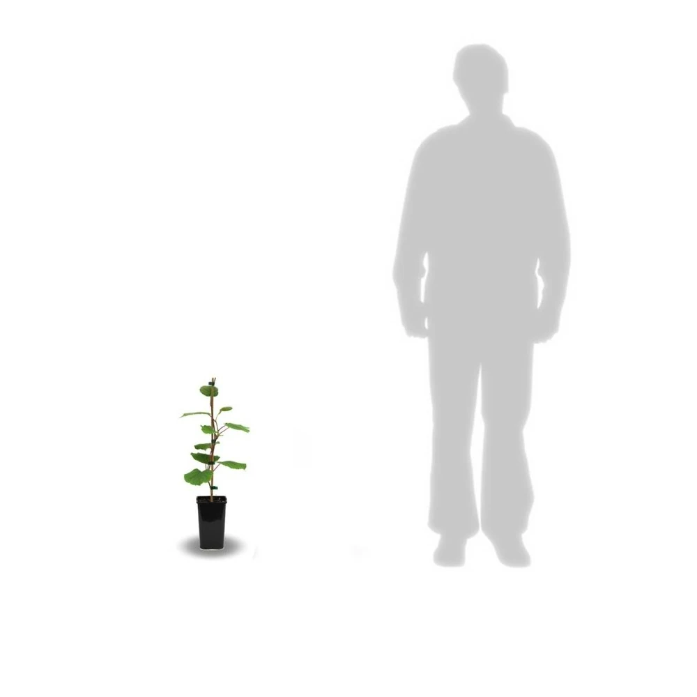 Kiwi Chinensis Jenny (autofertile)/pot De 1,5l - 20/50 Cm 2 Kiwi Chinensis Jenny (autofertile)/pot De 1,5l - 20/50 Cm – Image 2