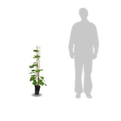 Kiwi Chinensis Solo (autofertile)/pot De 3l - 60/120 Cm -Emerald Soldes 63f4d29fa87205.32735292