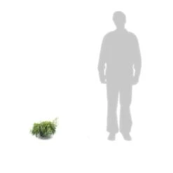 Faux Cyprès Pisifera Sungold/pot De 3l - 20/40 Cm -Emerald Soldes 63f4d326a0bb09.02367901