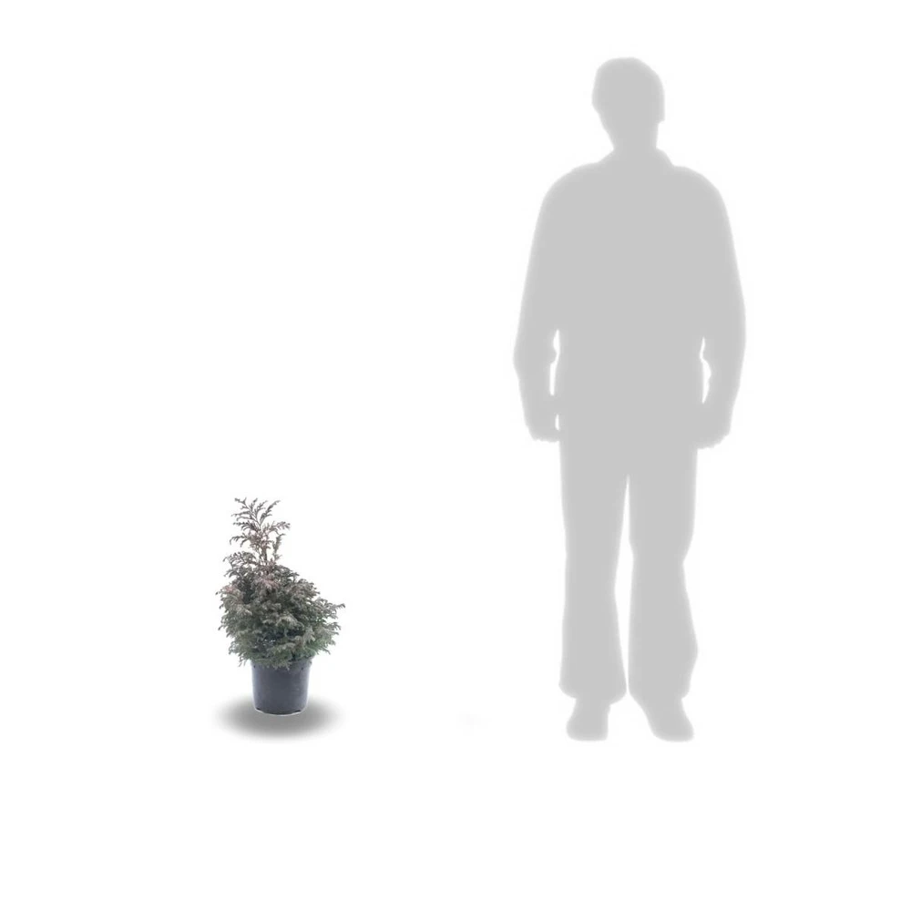 Faux Cyprès Pisifera Boulevard/pot De 3l - 20/40 Cm 2 Faux Cyprès Pisifera Boulevard/pot De 3l - 20/40 Cm – Image 2