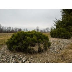 Pin De Montagne Mugo Var. Pumilio/pot De 3l - 20/40 Cm -Emerald Soldes 63f4d346bfcc57.31554125