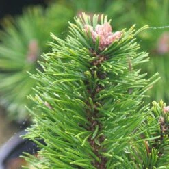 Pin De Montagne Mugo Var. Pumilio/pot De 3l - 20/40 Cm -Emerald Soldes 63f4d346ceb991.37651790