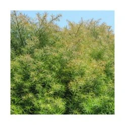 Cèdre Du Japon Japonica Elegans/pot De 3l - 20/40 Cm -Emerald Soldes 63f4d5eff1d7c6.01559601