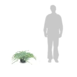 Genévrier écailleux Squamata Blue Carpet/pot De 5l - 40/60 Cm -Emerald Soldes 63f4d6076e4c51.14450842