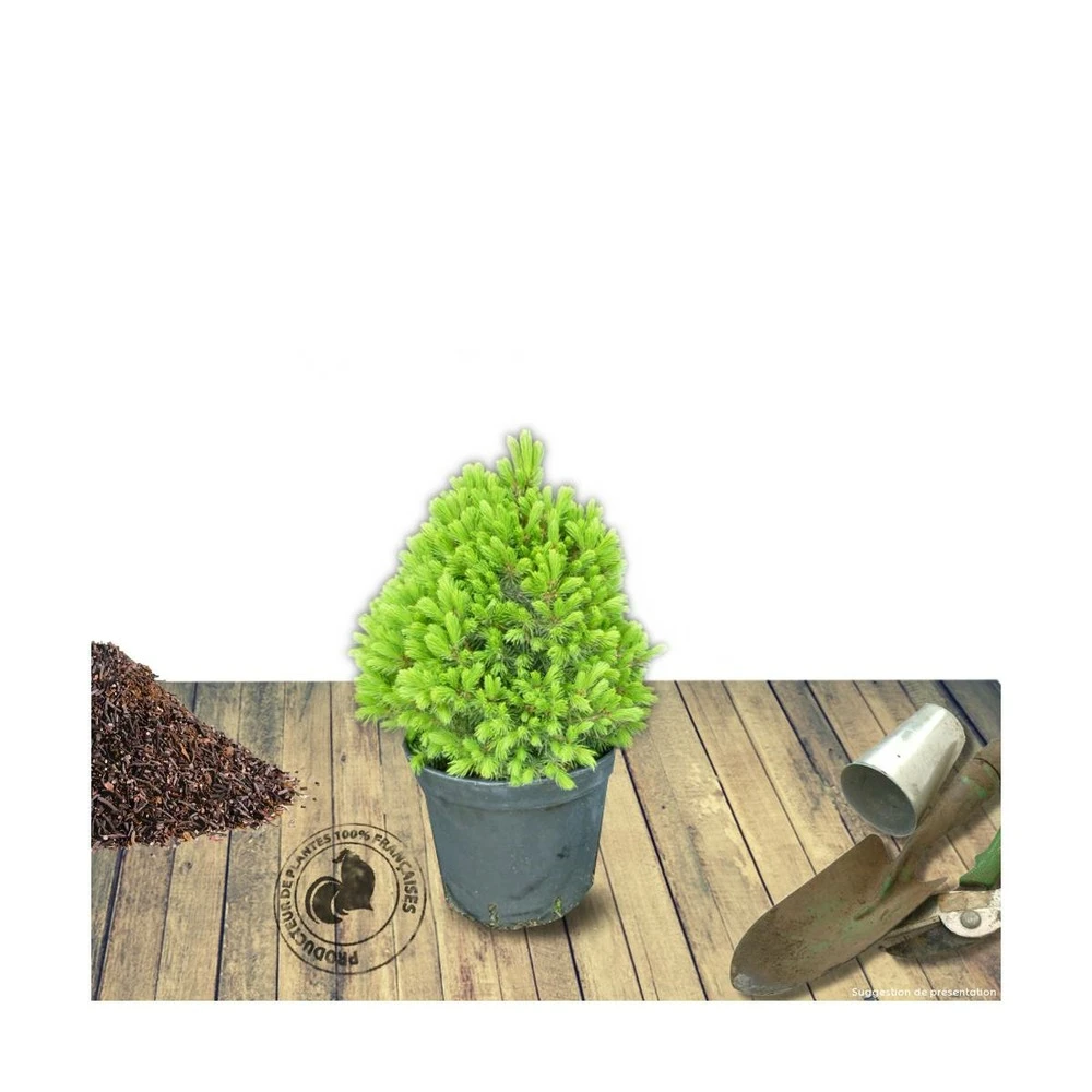 Épinette Blanche Glauca Conica/pot De 5l - 40/60 Cm 2 Épinette Blanche Glauca Conica/pot De 5l - 40/60 Cm – Image 2